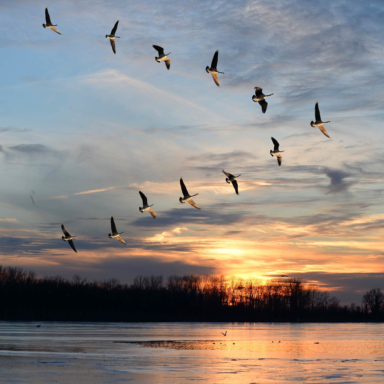 Formation von Vögeln am Himmel bei Sonnenuntergang